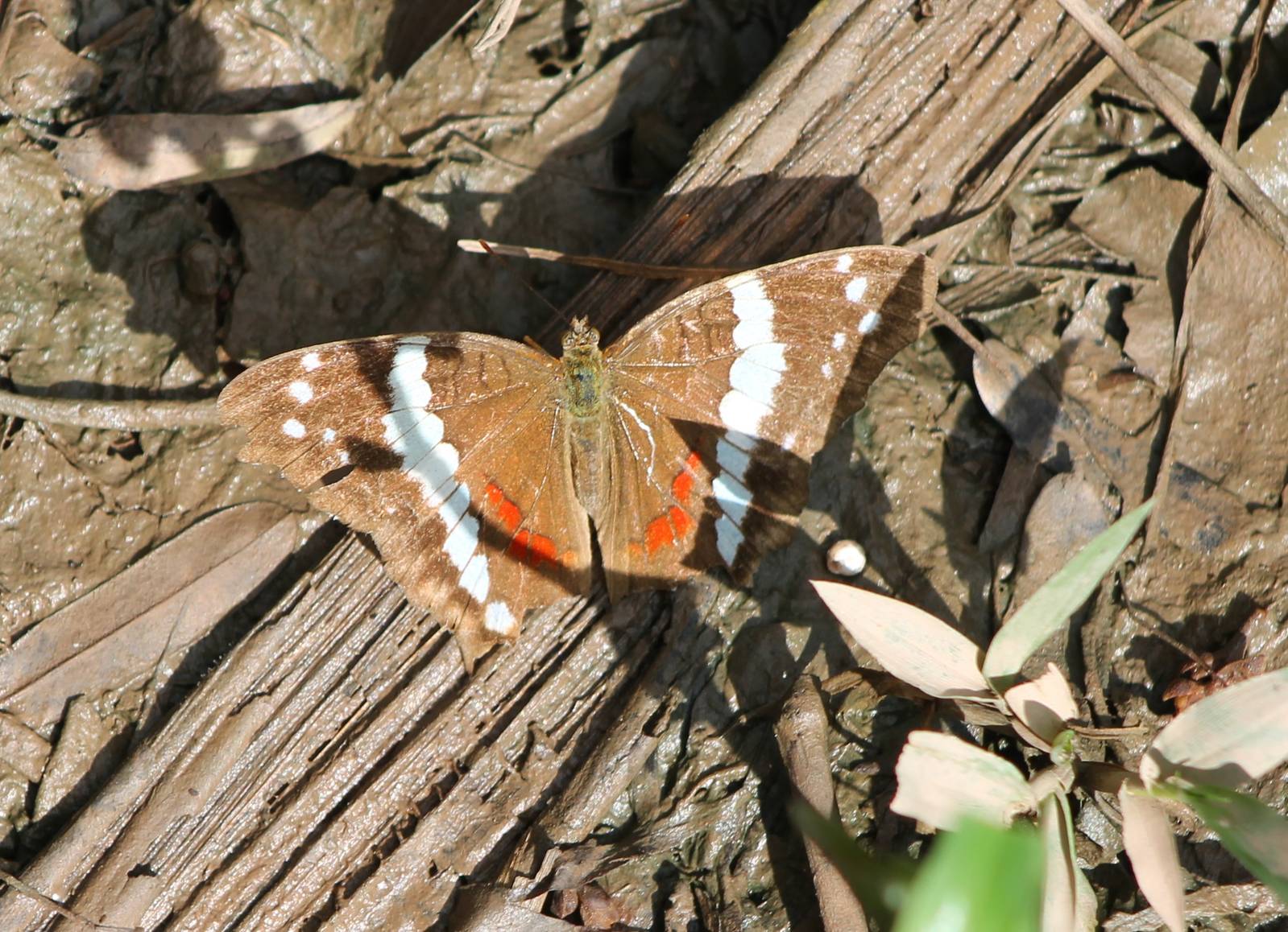 Anartia fatima