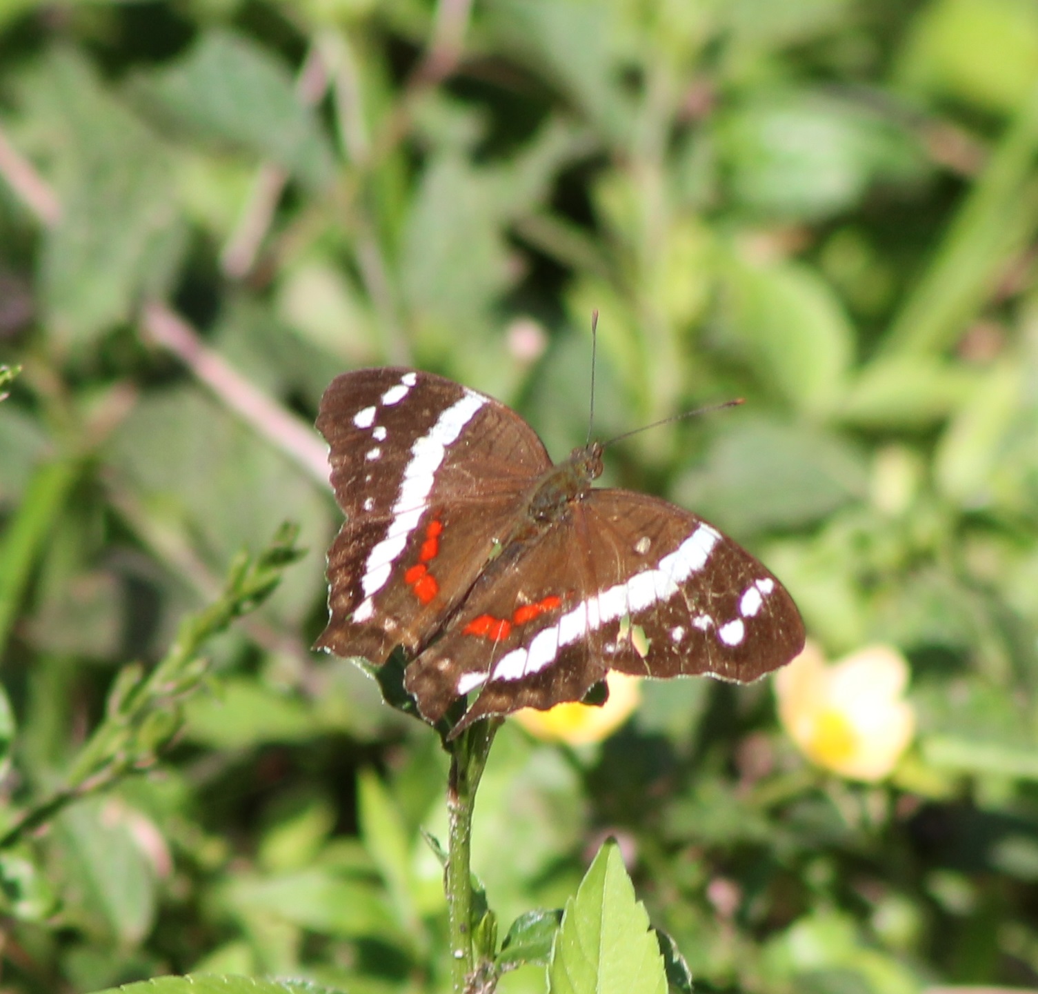 Anartia fatima
