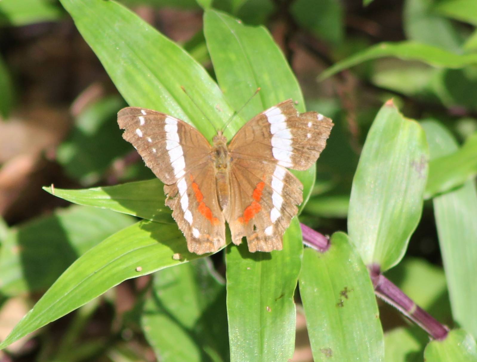 Anartia fatima