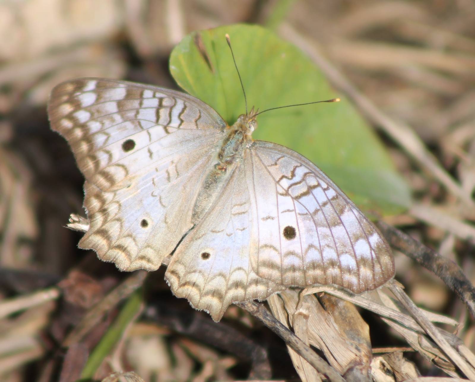 Anartia jathrophae