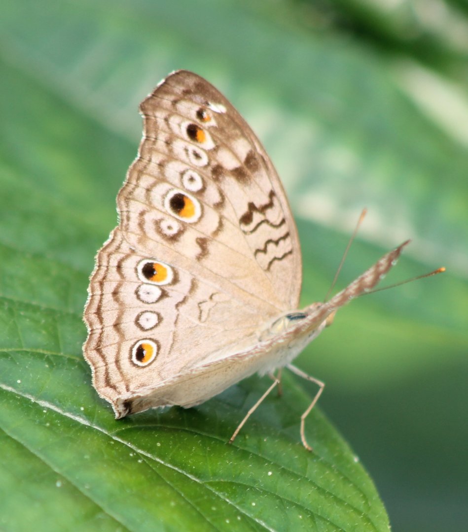 Anartia jatrophae