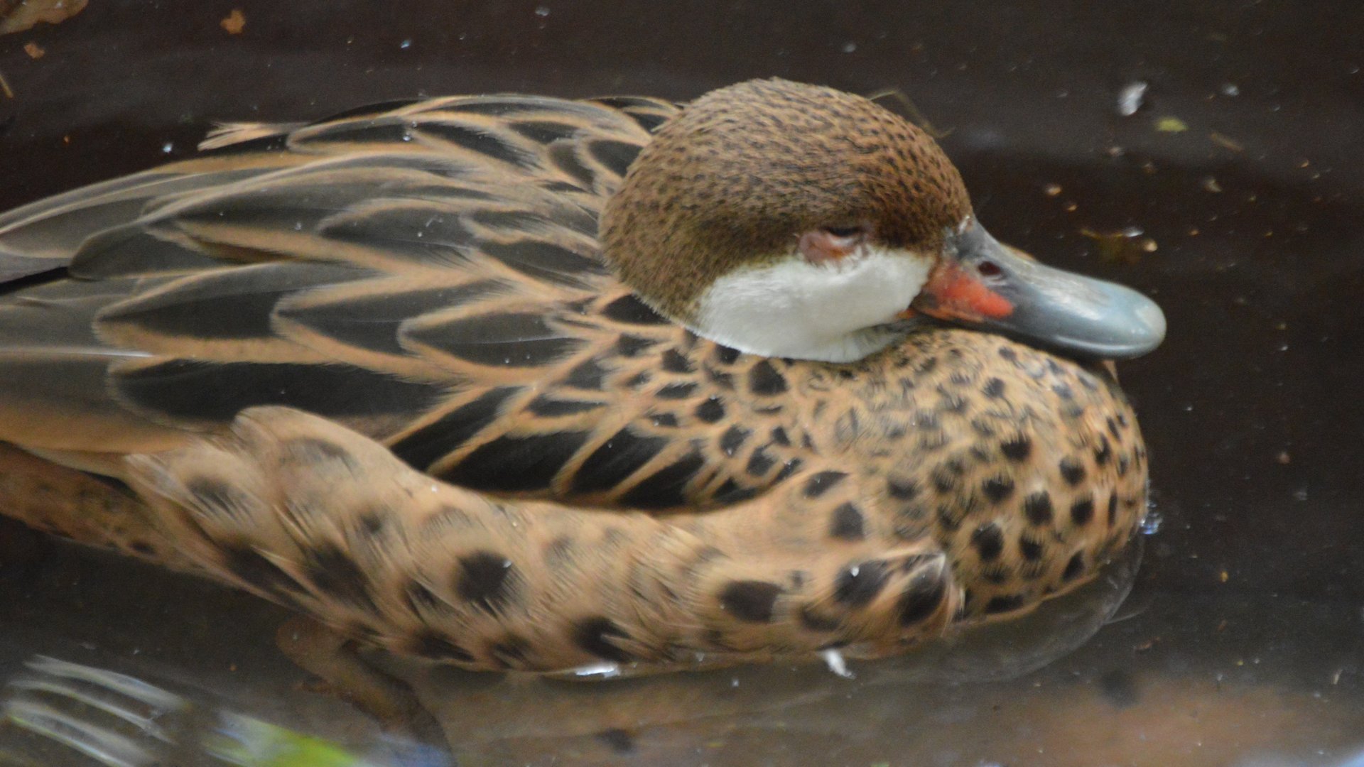 Anas bahamensis (rubirostris?)