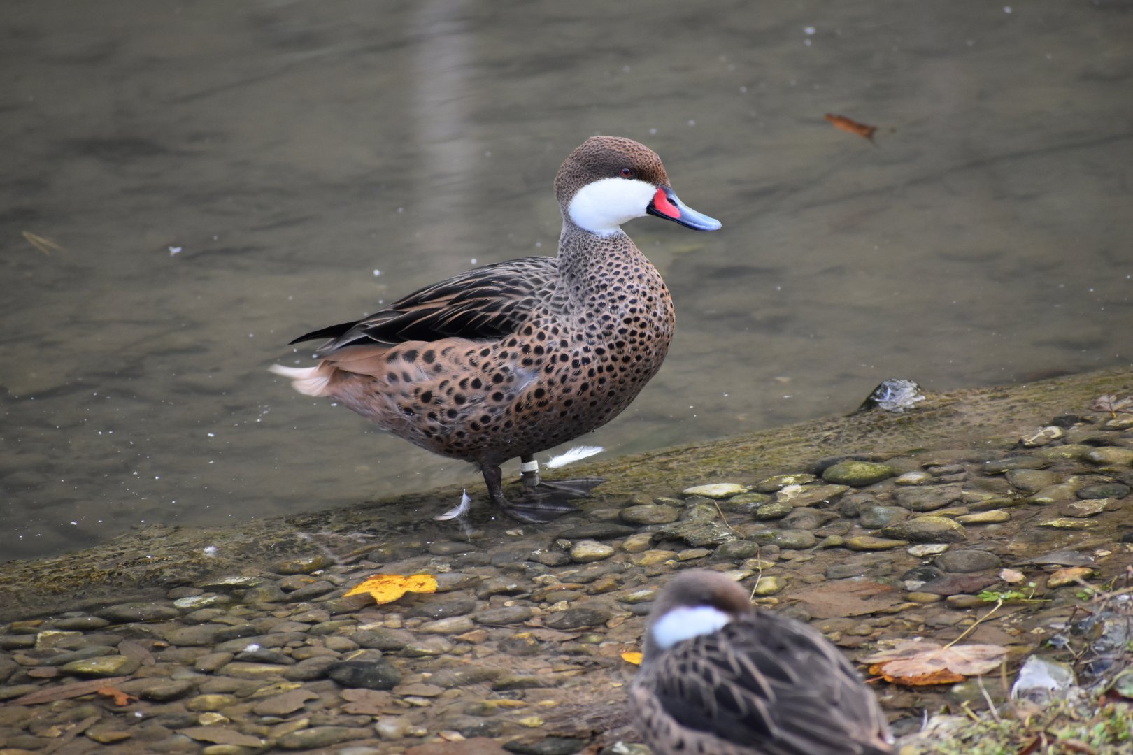 Anas bahamensis - White-cheeked Pintail