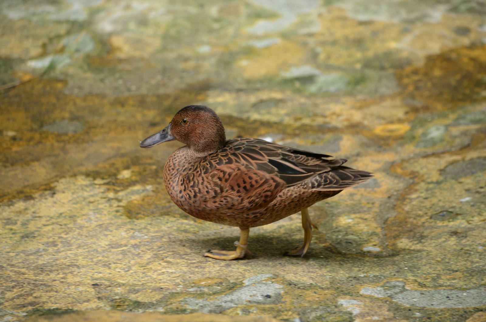 Anas cyanoptera tropicus, Critically endangered