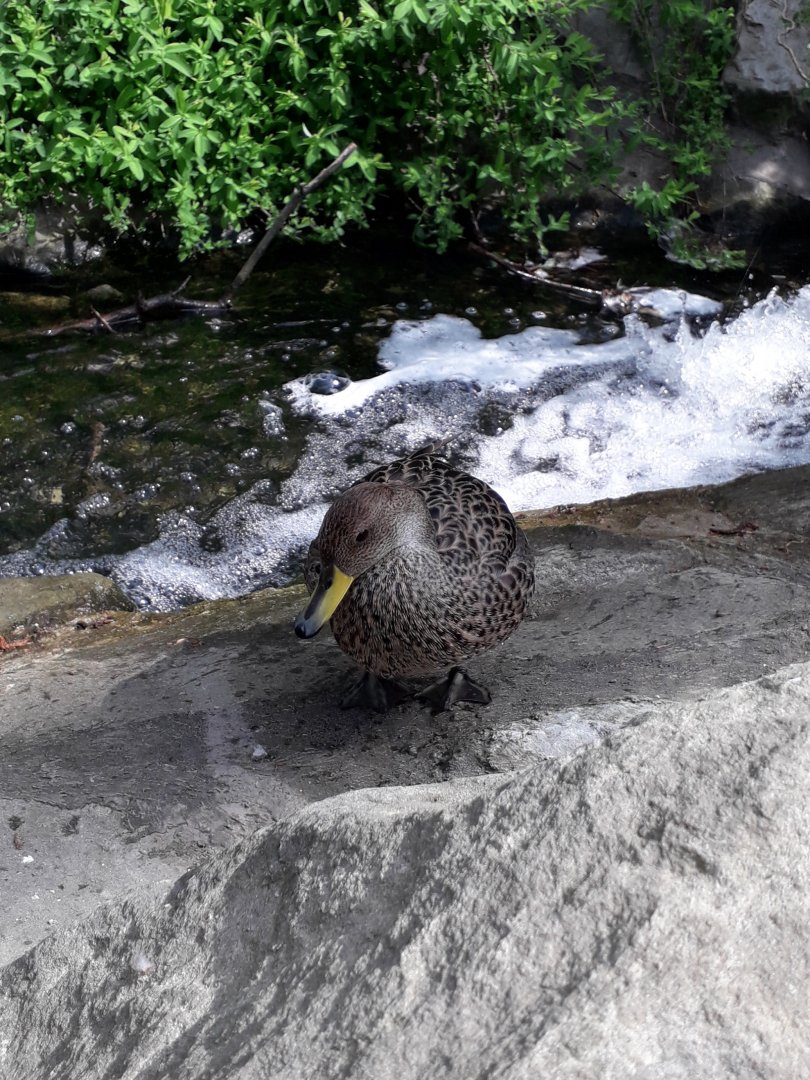 Anas georgica spinicauda