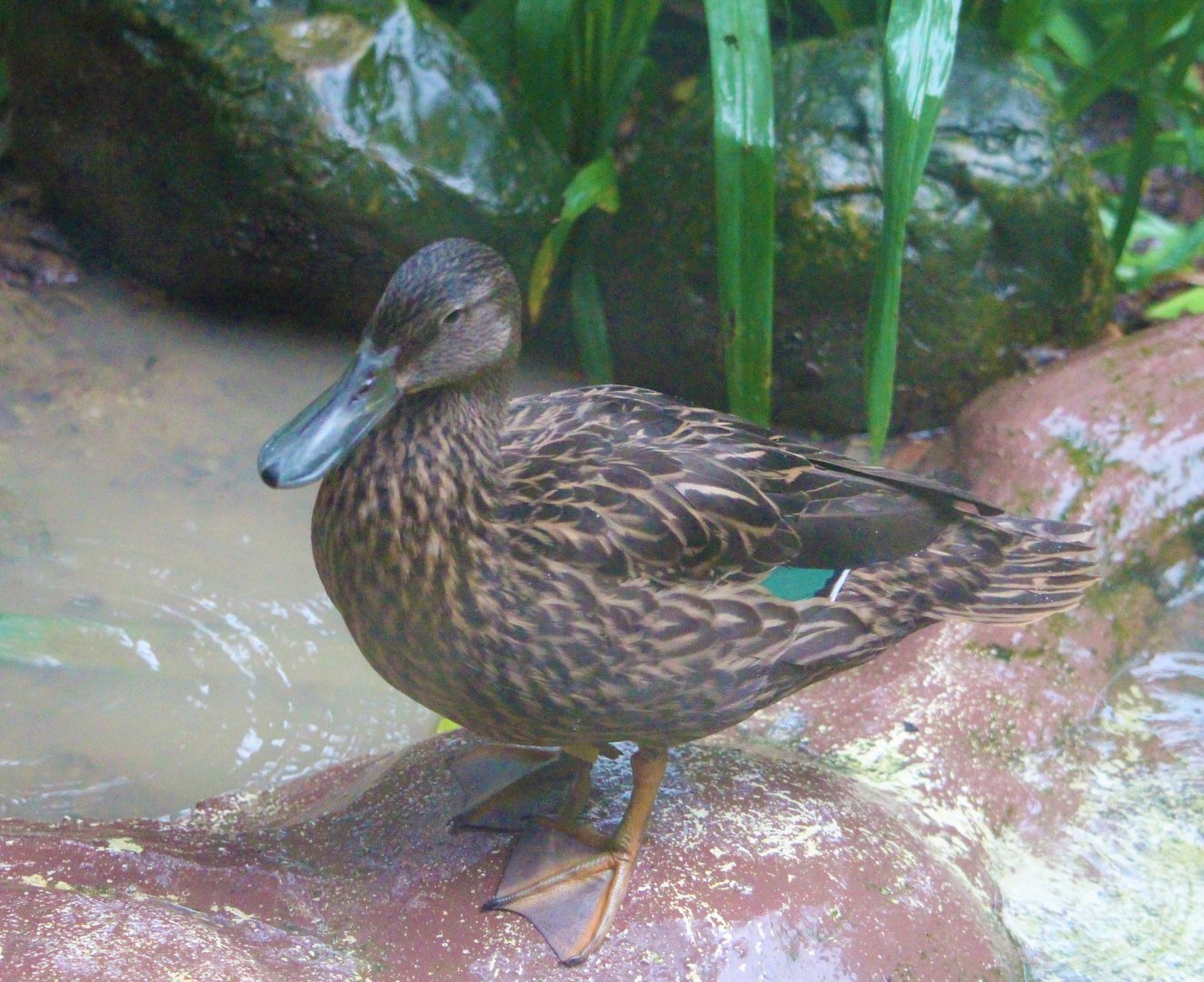 Anas melleri / Madagascan Meller's Duck