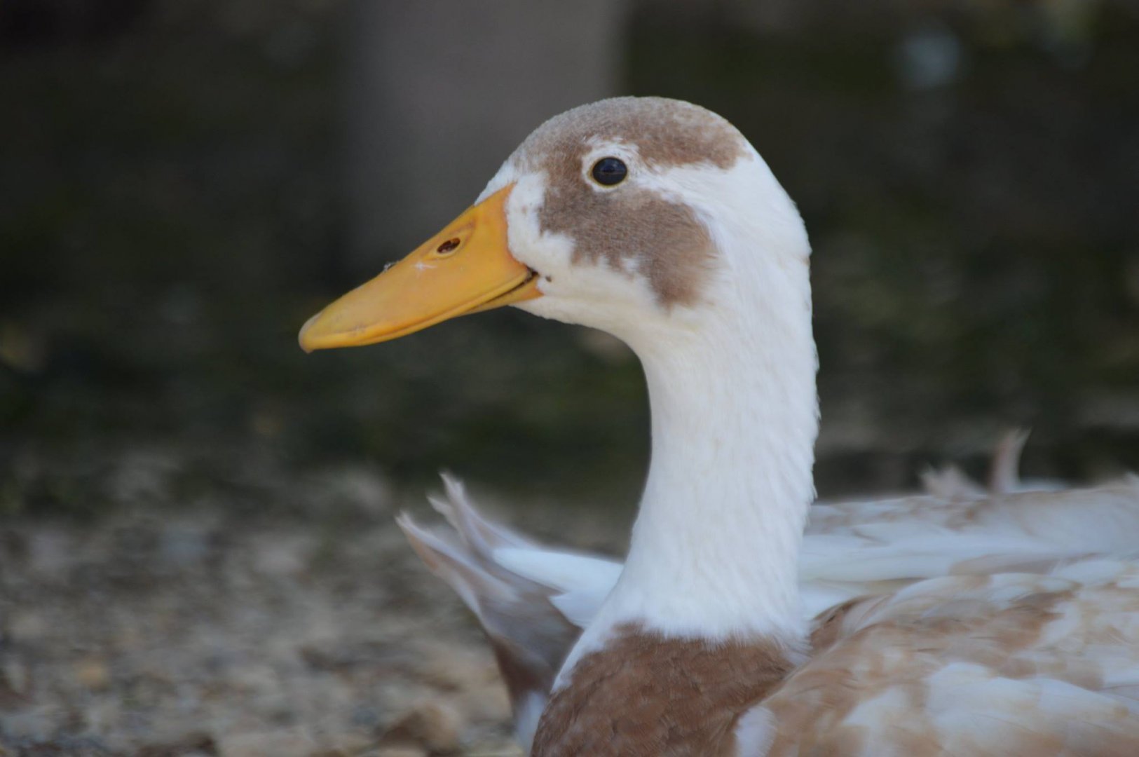 Anas platyrhynchos domesticus - Safari Lake Geneva
