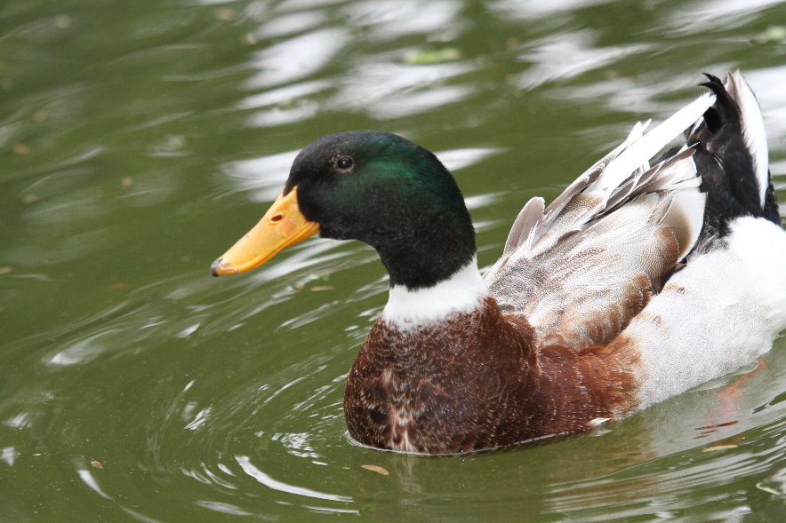 anas platyrhynchos(mallard)