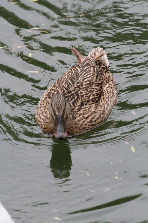 anas platyrhynchos(mallard)