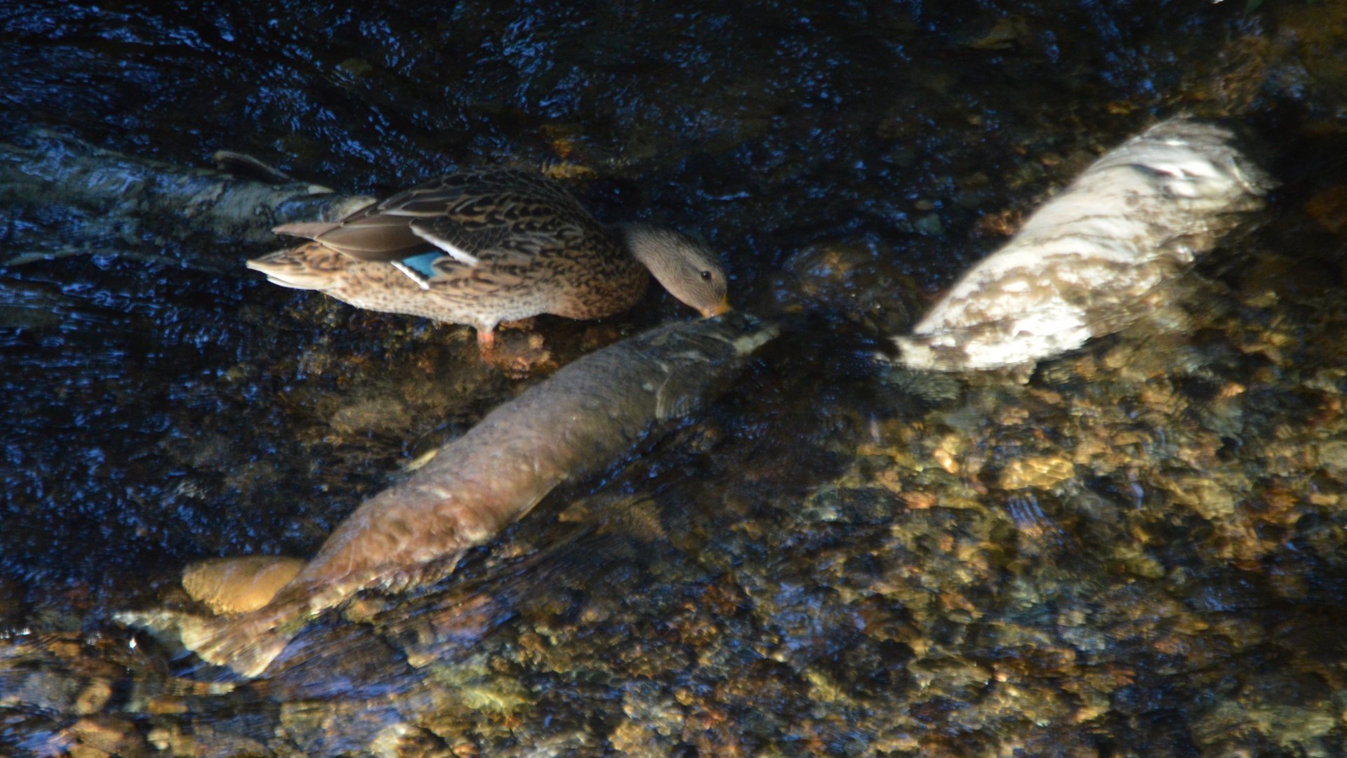 Anas platyrhynchos scavenging off of an Oncorhynchus tshawytscha - Issaquah Salmon Hatchery