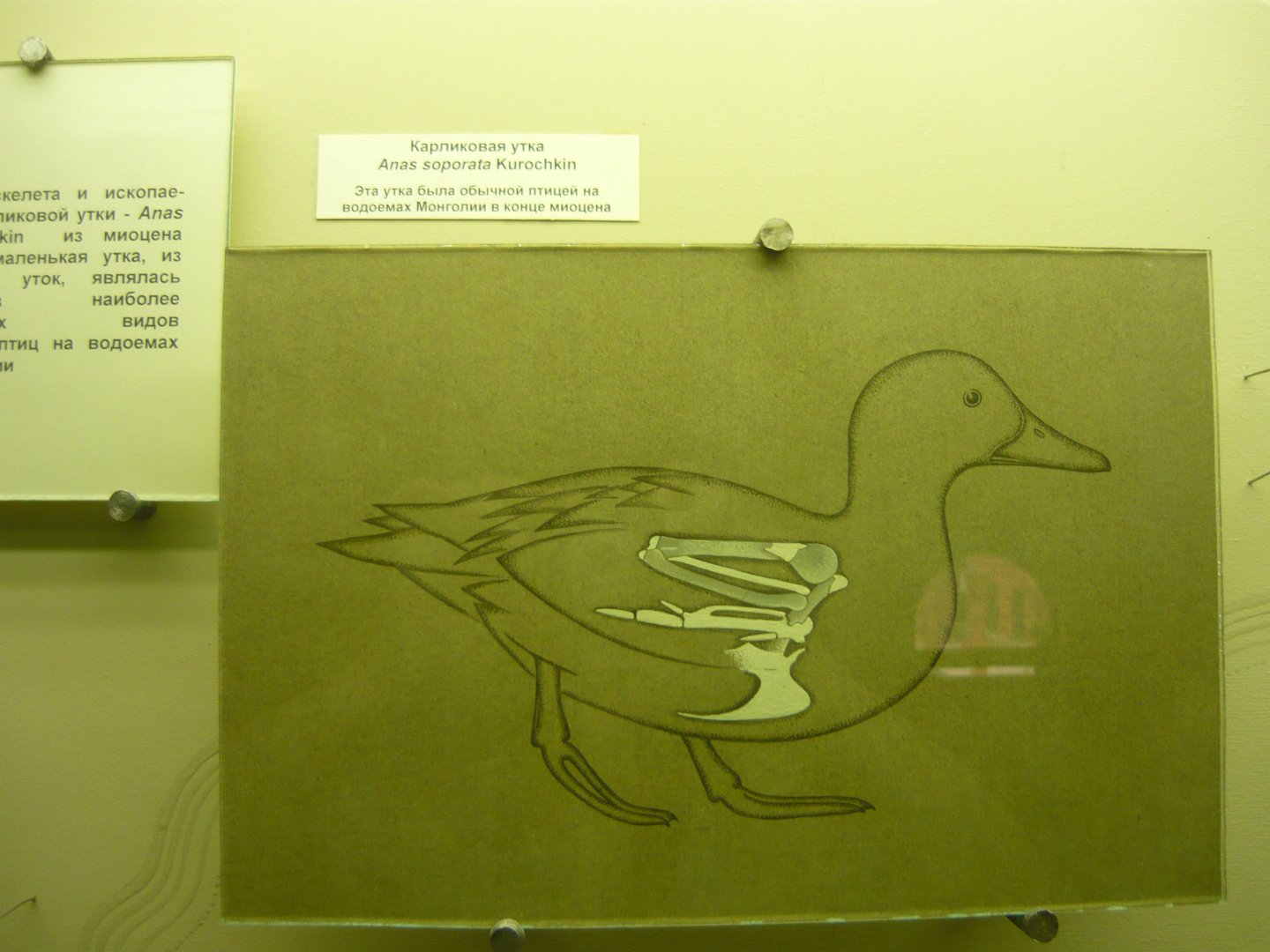 Anas soporata reconstruction