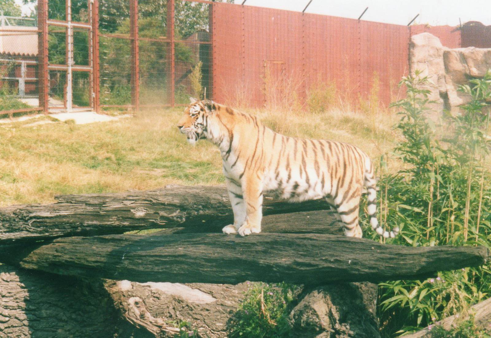 Anastasia - Amur Tiger