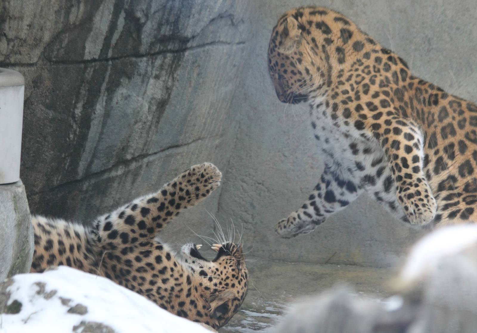 Anastasia and Kasha - 1/24/16