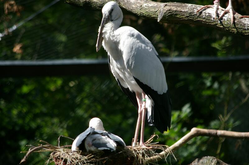 Anastomus oscitans at Birdpark Walsrode