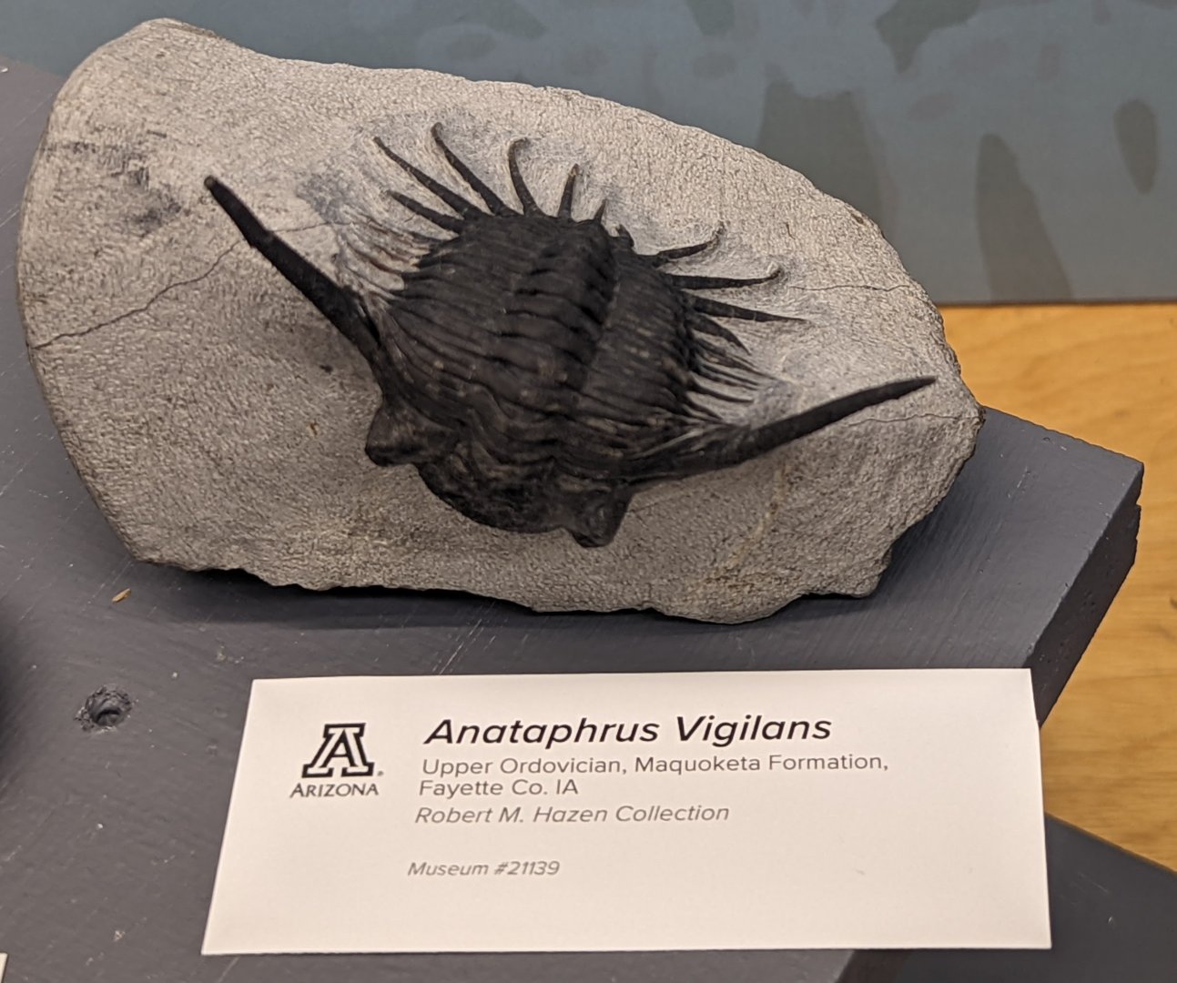 Anataphrus vigilans