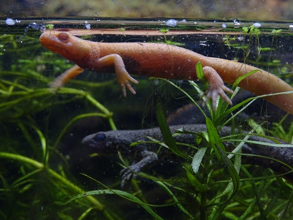 Anatolian crested newt (Triturus anatolicus)