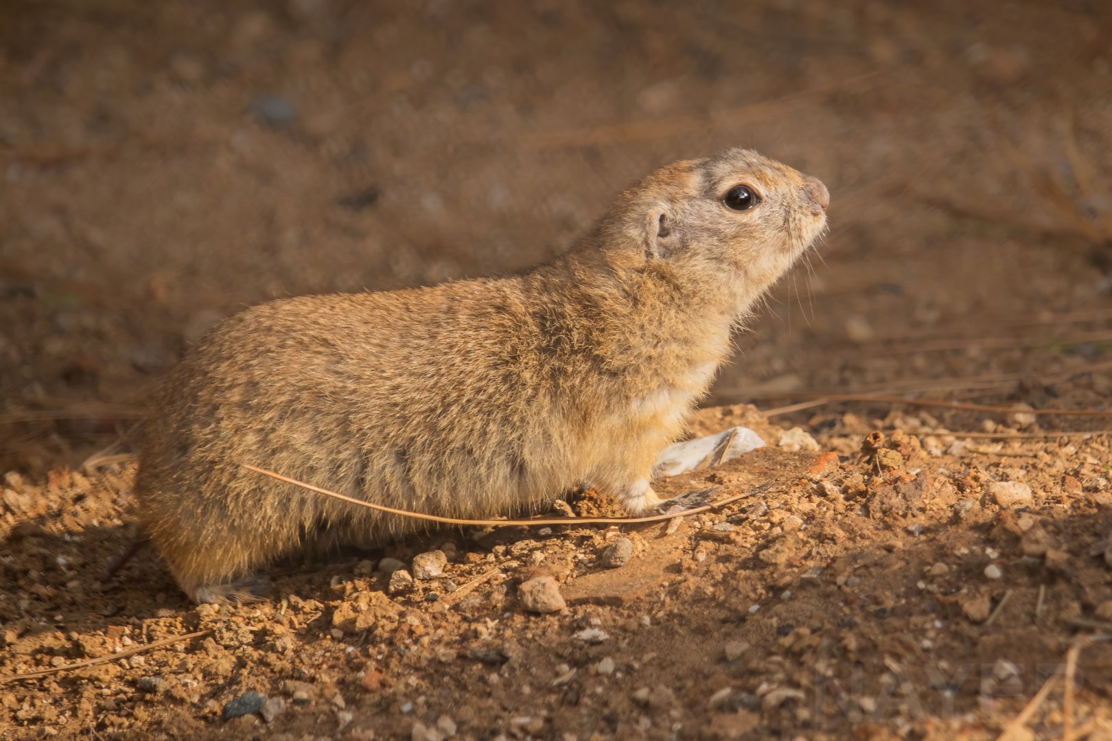 Anatolian ground squirrel, January 2020