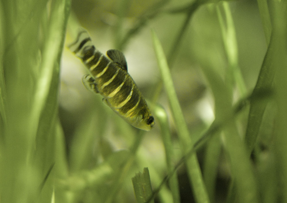 Anatolian killifish