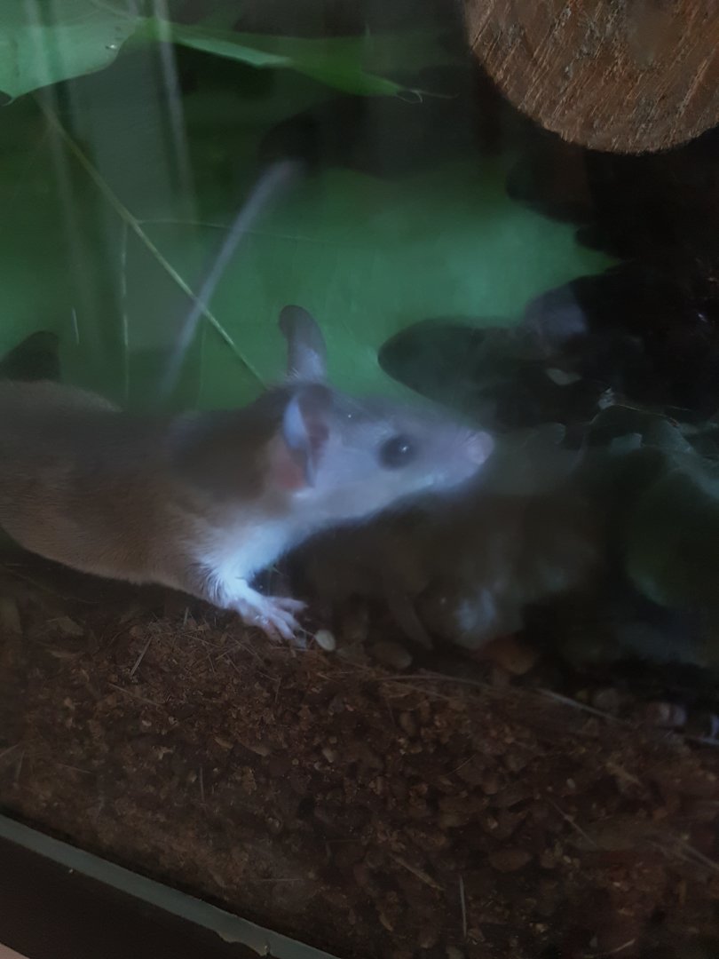 Anatolian (?) spiny mouse