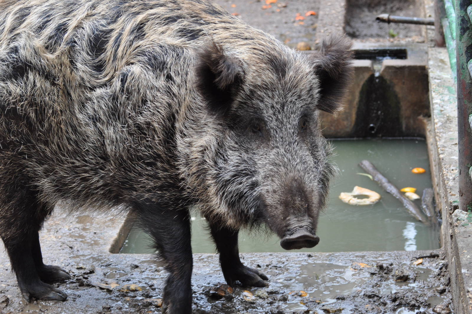 Anatolian wild boar/ Sus scrofa libycus