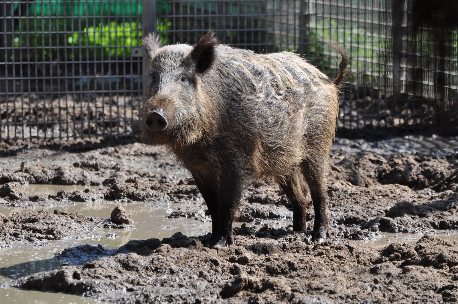 Anatolian wild boar/ Sus scrofa libycus