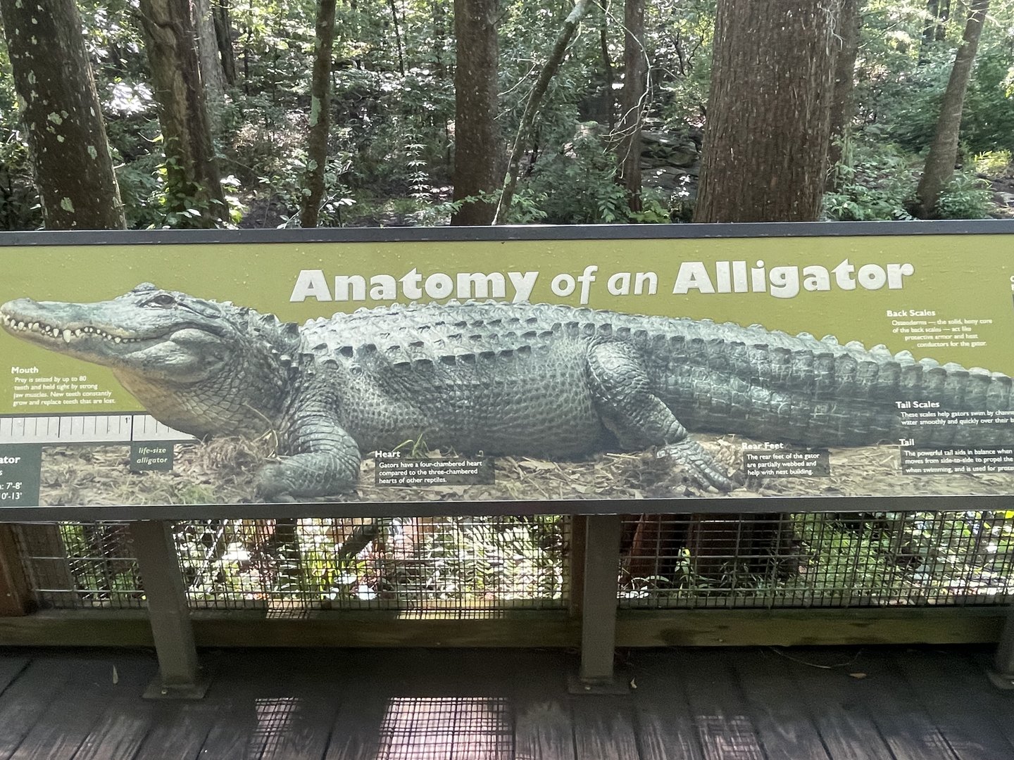 Anatomy of an Alligator Sign
