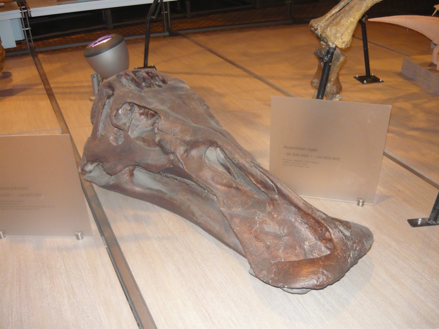 Anatotitan copei skull (cast)