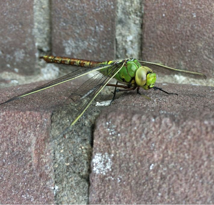 Anax imperator (female)