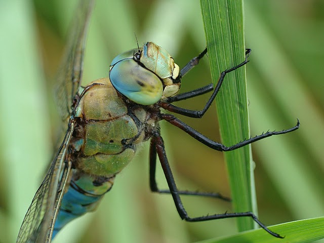Anax imperator