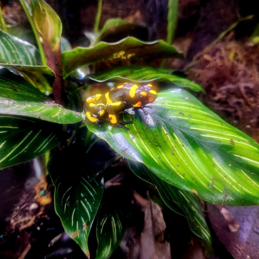 Anchicaya Poison Dart Frog (Oophaga anchicayensis)
