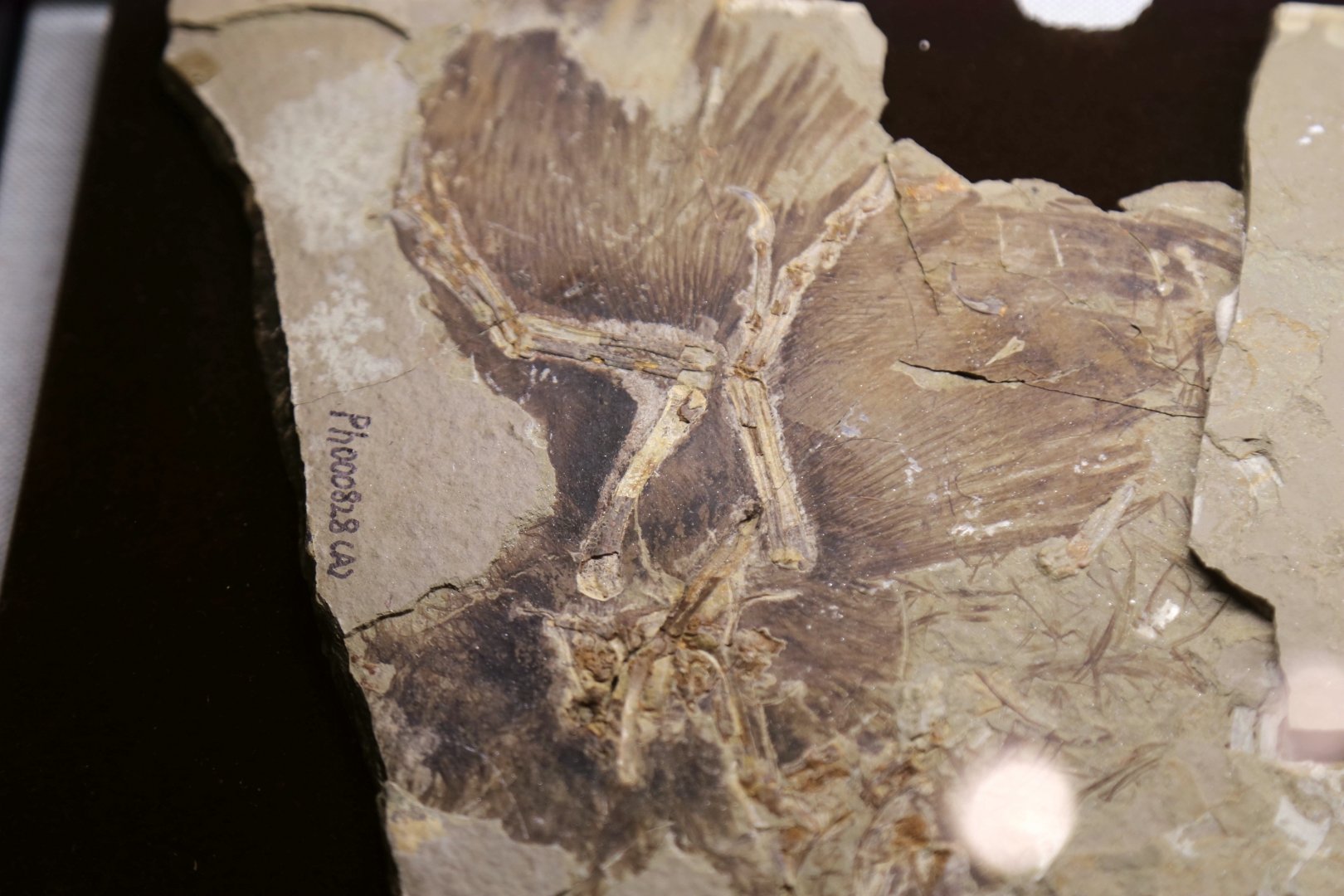Anchiornis huxleyi (BMNHC PH828)