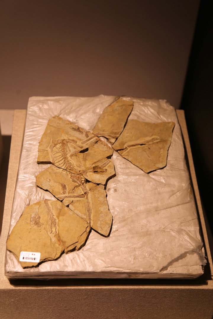 Anchiornis huxleyi, Holotype (IVPP V14378)