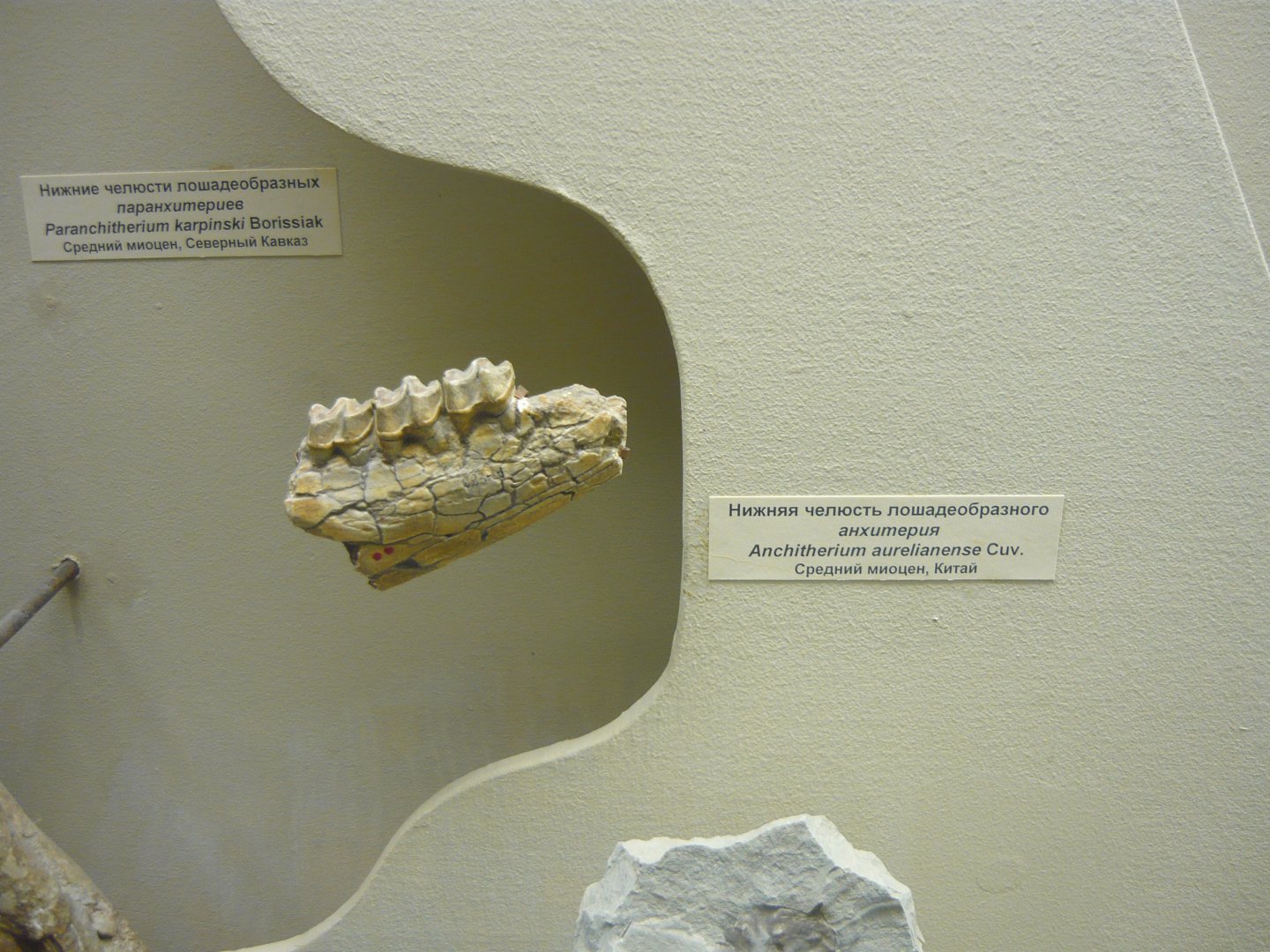 Anchitherium aurelianense jaw fragment