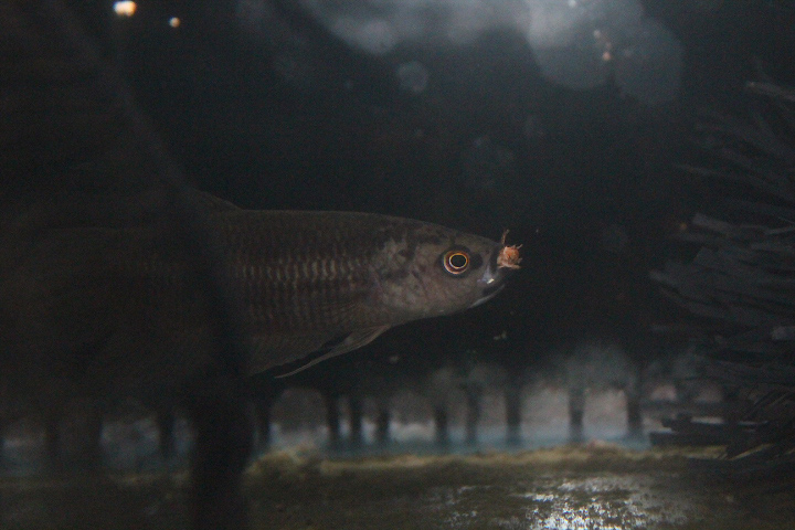 Anchor betta (Betta hipposideros) - PCBA