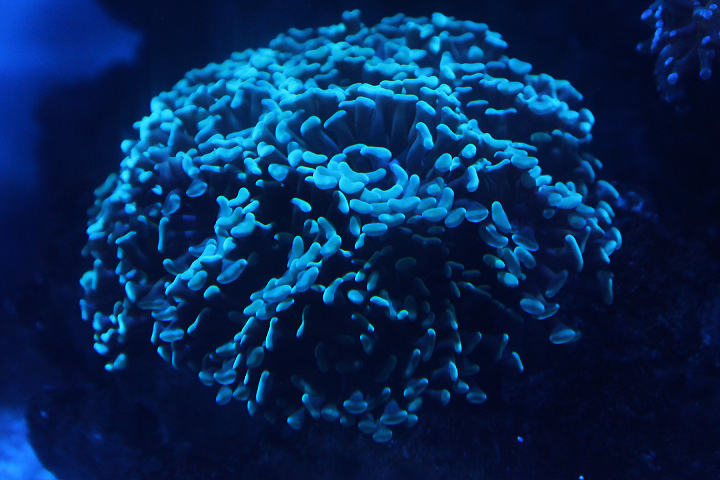 Anchor coral (Fimbriaphyllia ancora)