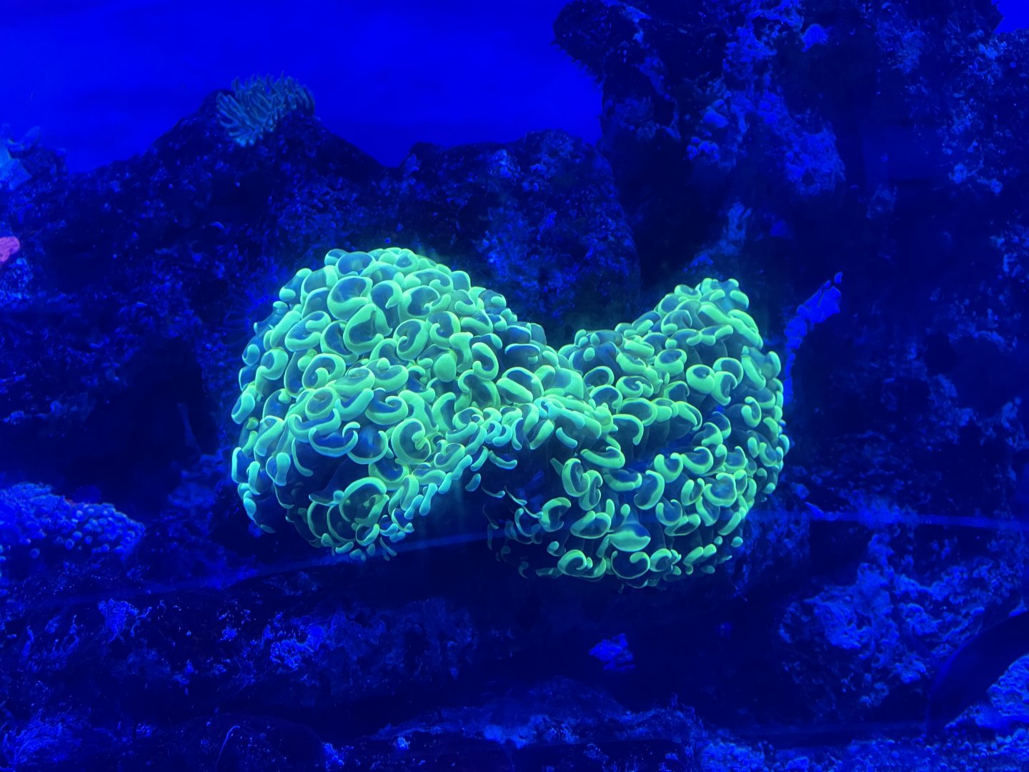 anchor coral (fimbriaphyllia ancora)