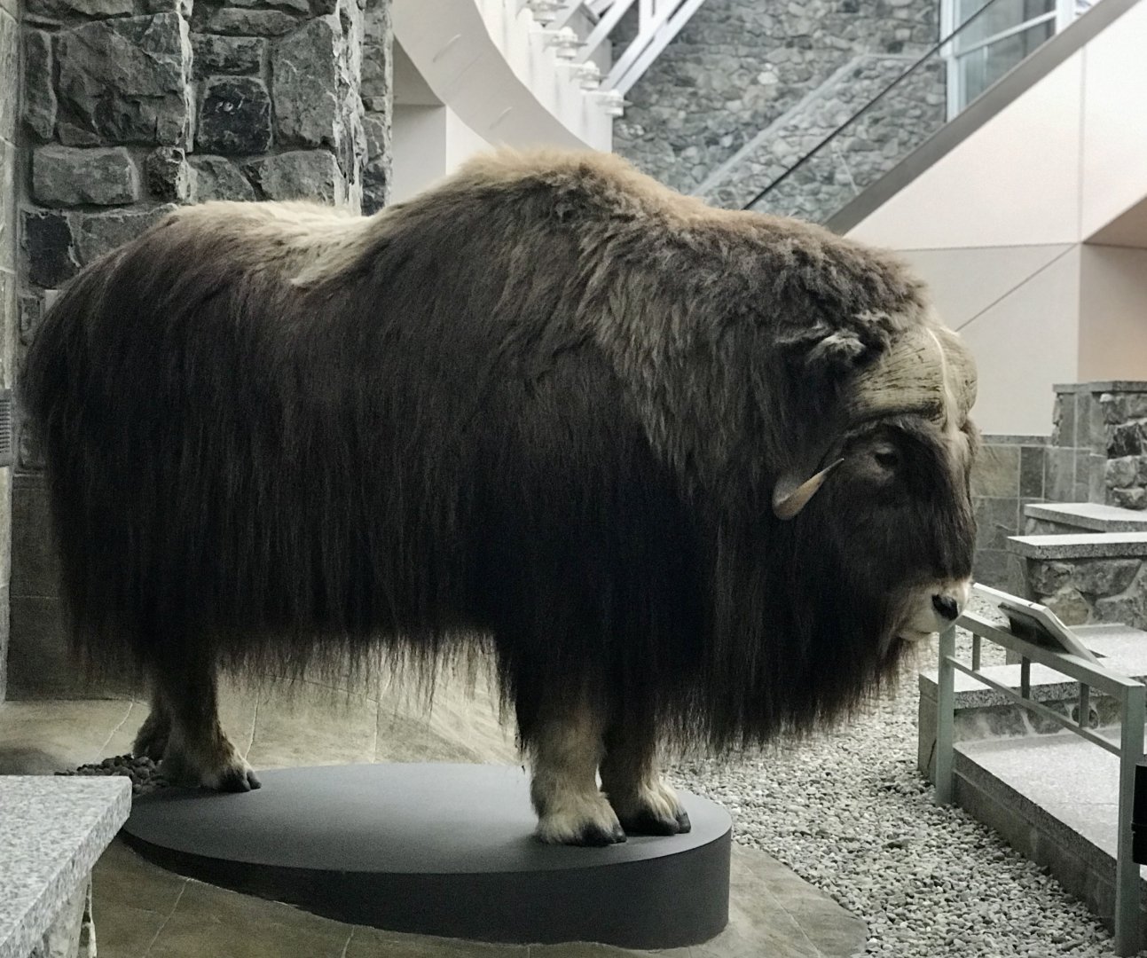 Anchorage Airport Muskox display.