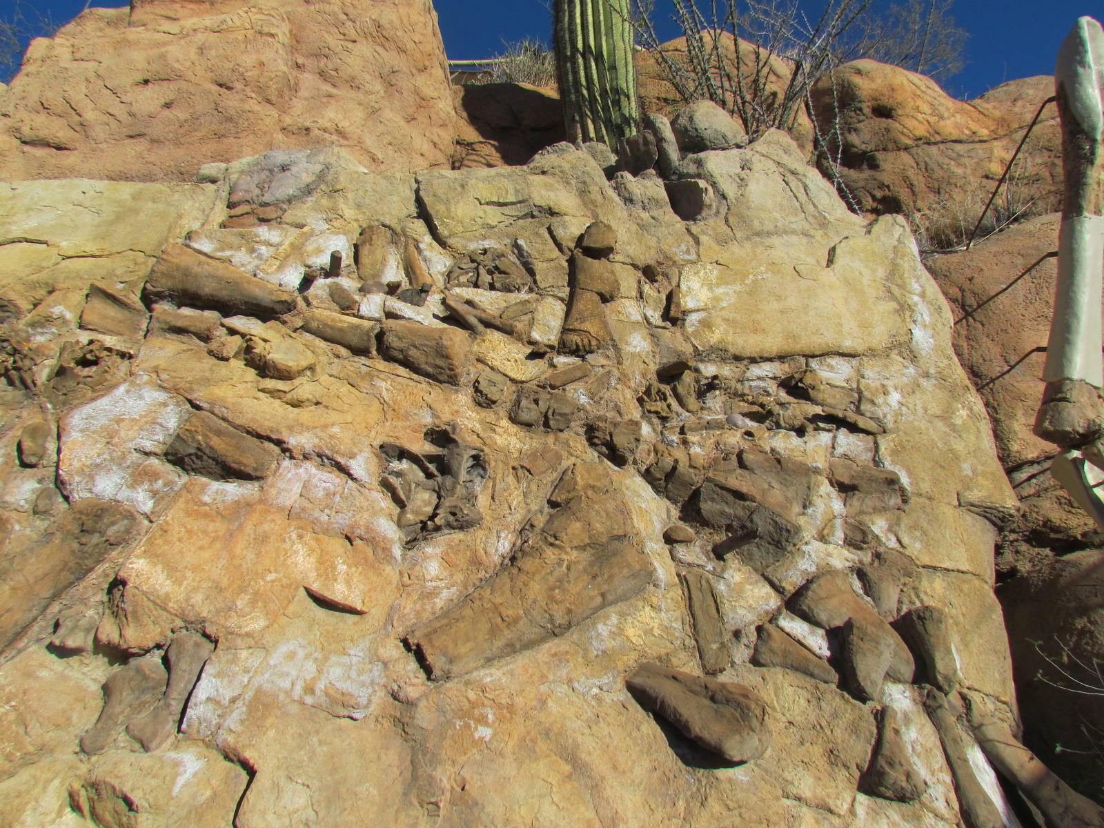 Ancient Arizona - Sonorasaurus Fossil Display
