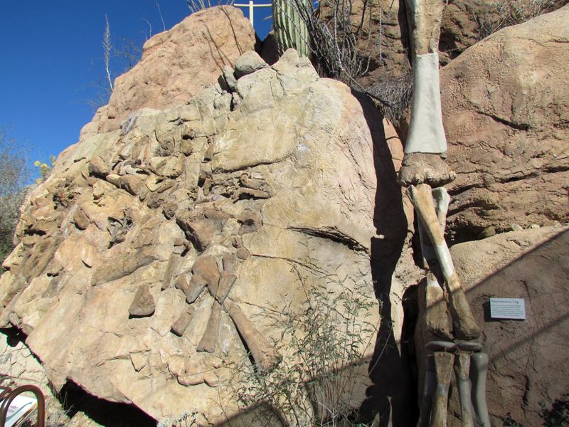 Ancient Arizona - Sonorasaurus fossil replicas