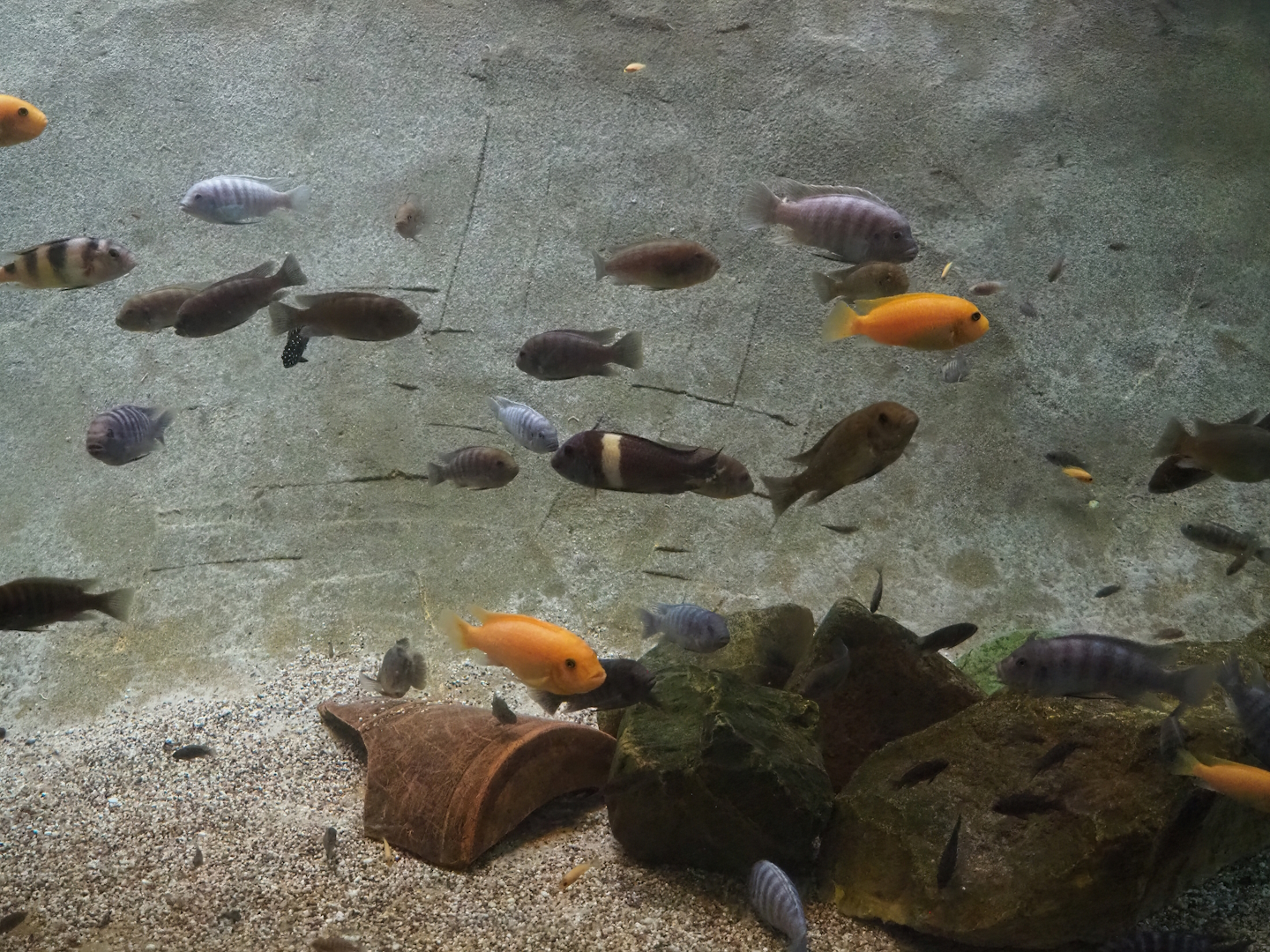 Ancient City - African cichlids in dwarf crocodile pool, 2023-09-24