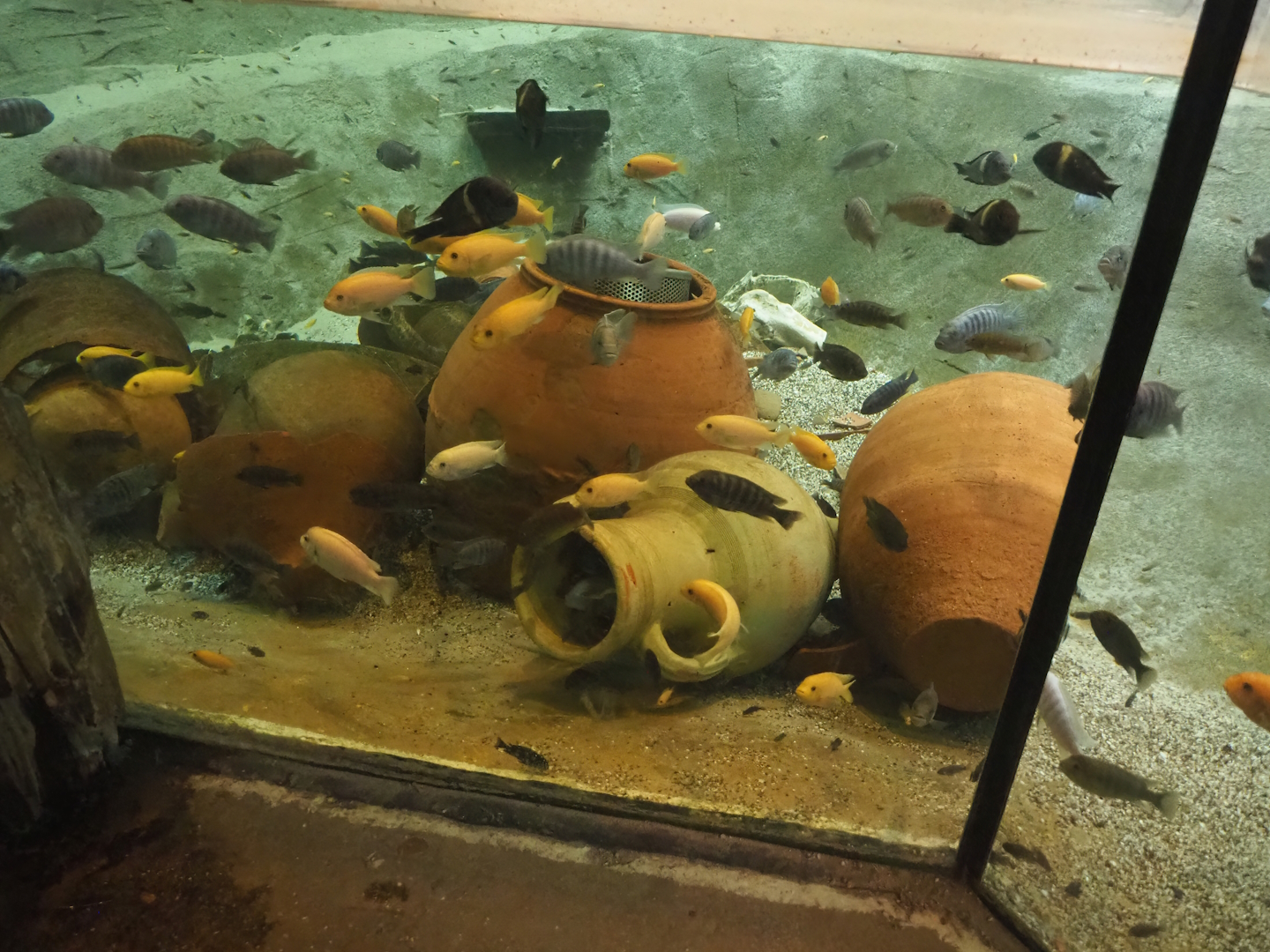 Ancient City - African cichlids in dwarf crocodile pool, 2023-09-24