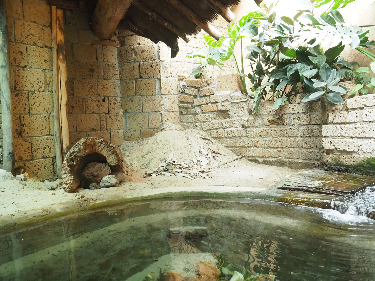 Ancient City - African dwarf crocodile exhibit, 2023-09-24