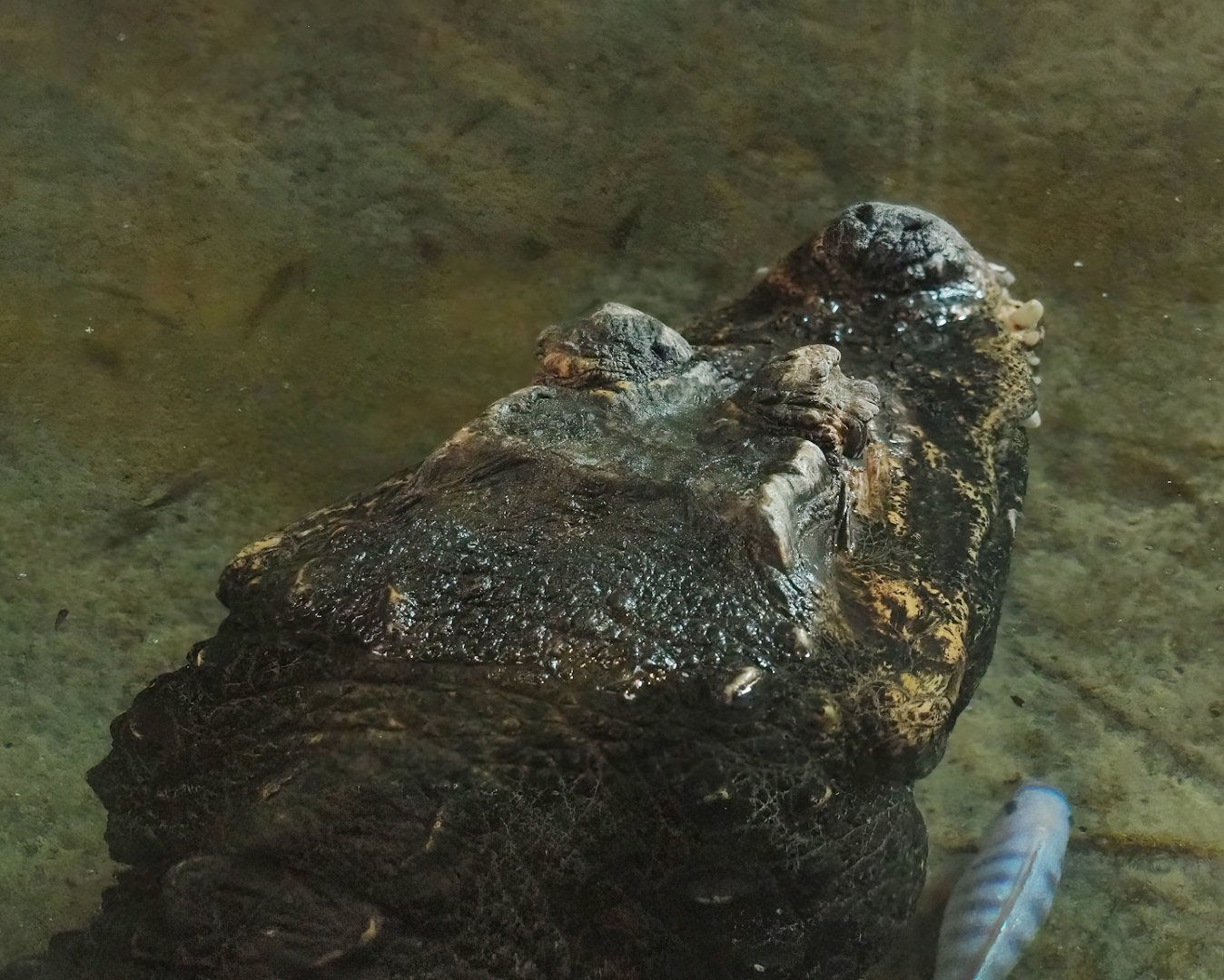 Ancient City - African dwarf crocodile (Osteolaemus tetraspis), 2023-09-24