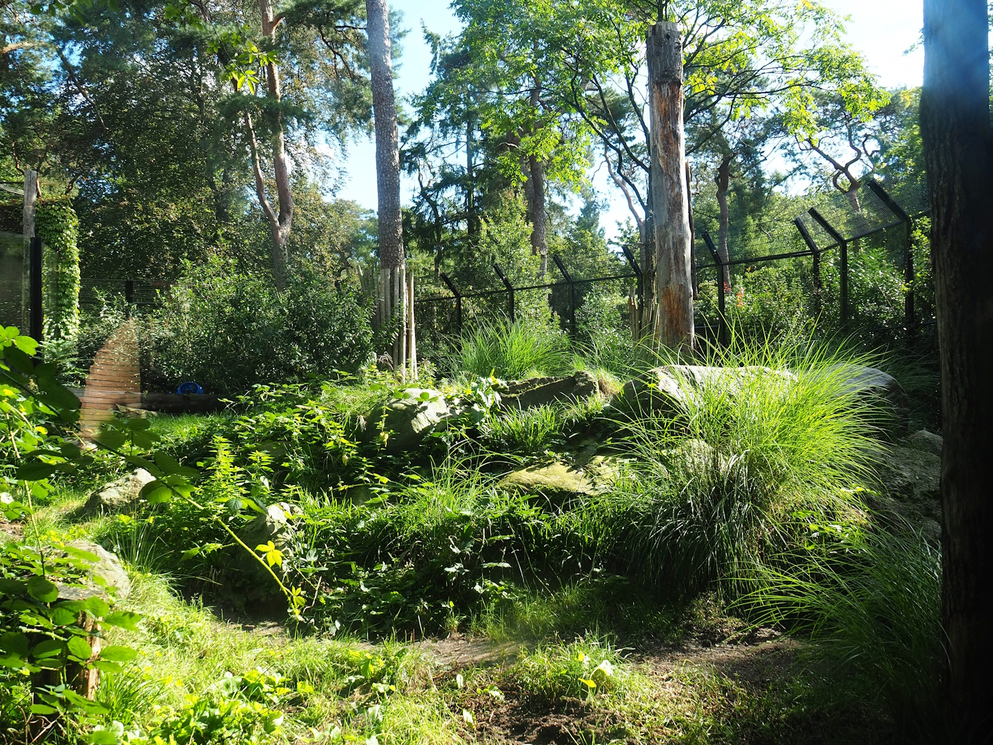 Ancient City - African lion exhibit, 2023-09-24