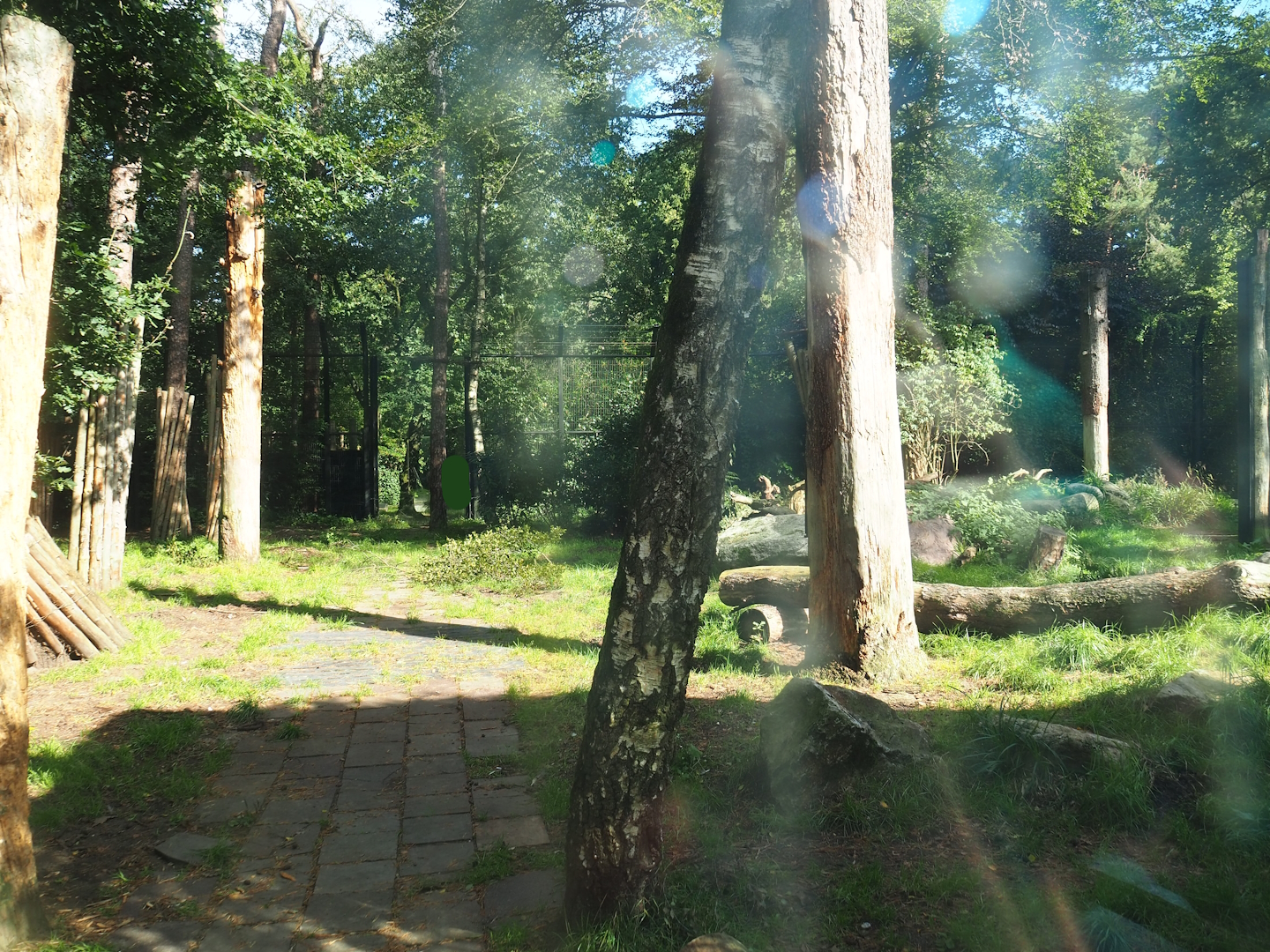 Ancient City - African lion exhibit, 2023-09-24