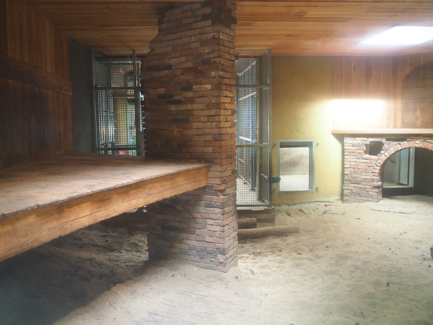 Ancient City - African lion indoor exhibit, 2023-09-24