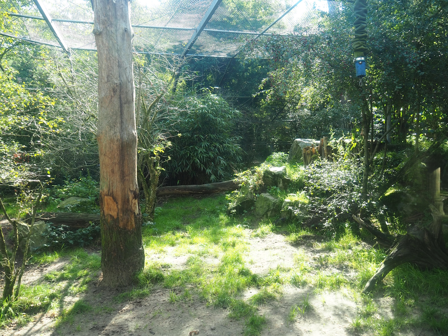 Ancient City - Amur tiger exhibit, 2023-09-24