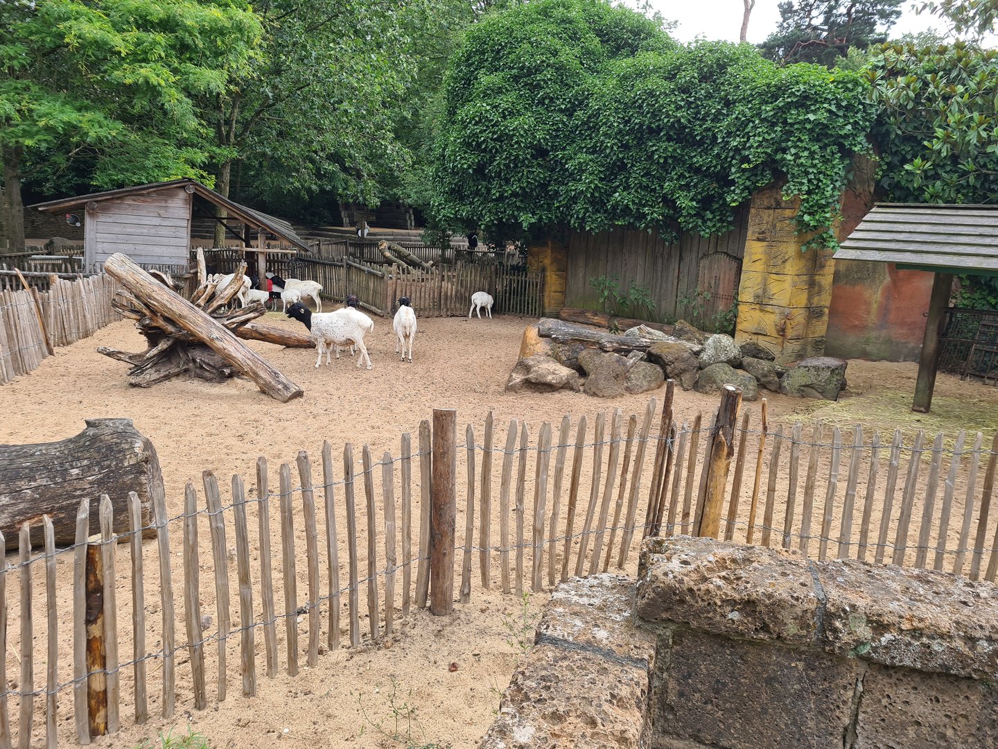 Ancient city - Black-headed sheep enclosure