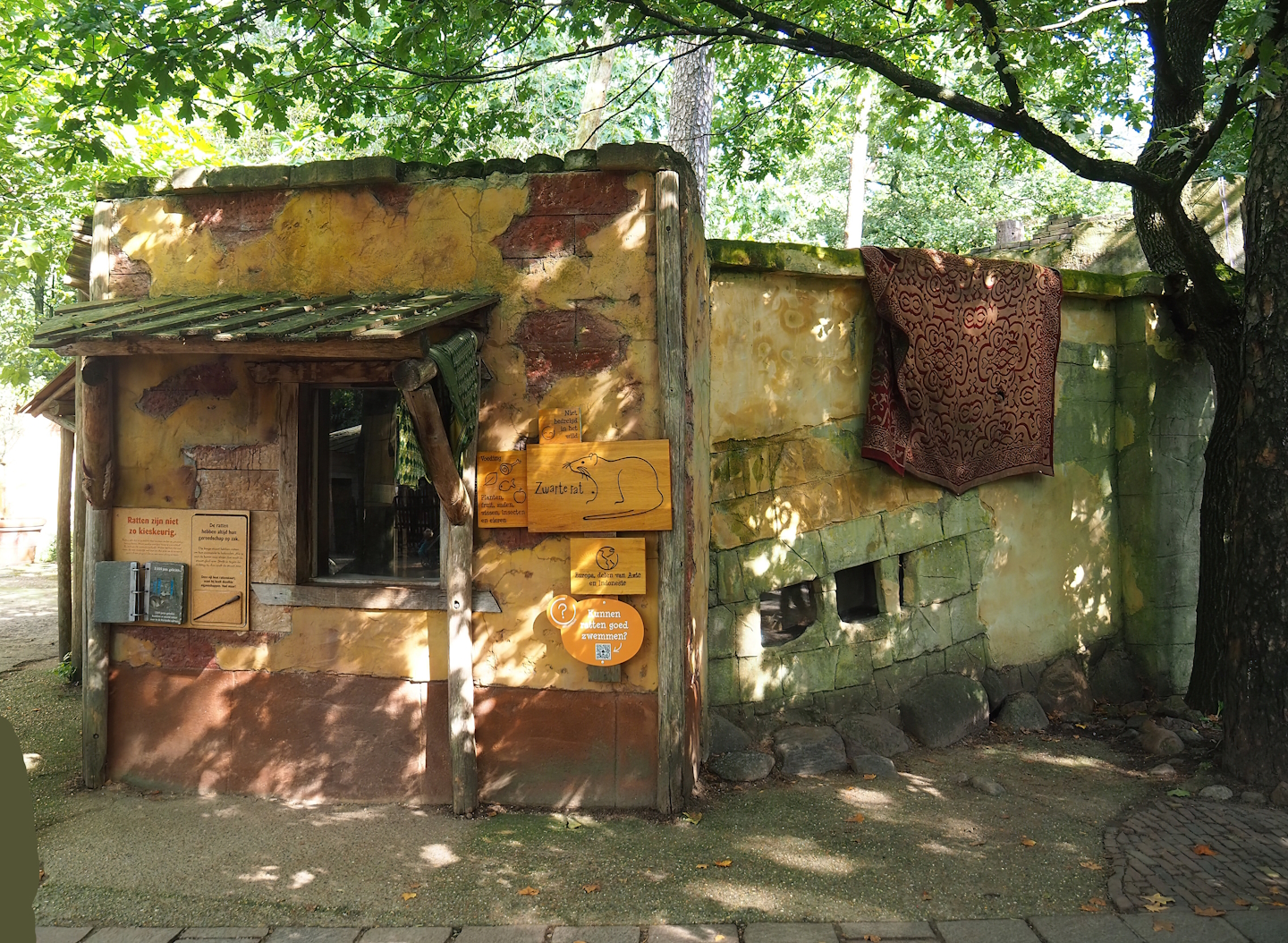 Ancient City - Black rat exhibit, 2023-09-24