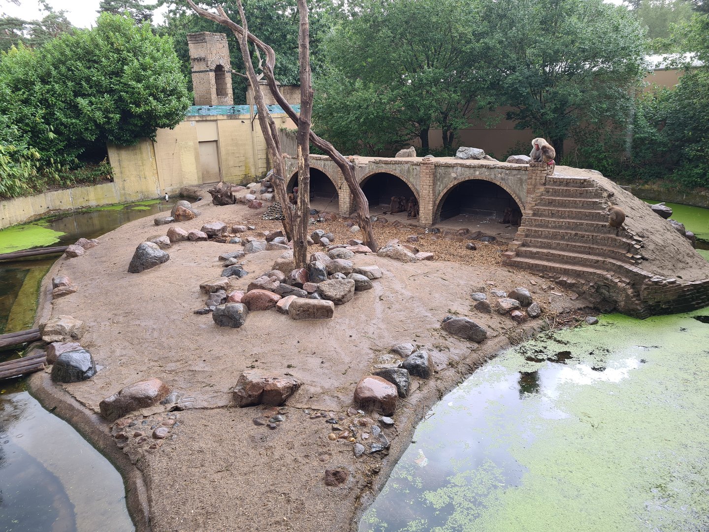 Ancient city - Hamadryas baboon enclosure